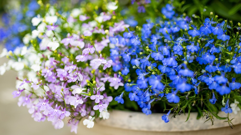 Colorful edging lobelia in a large pot