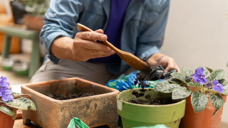 A person is filling pots, with African violets shown ready to plant