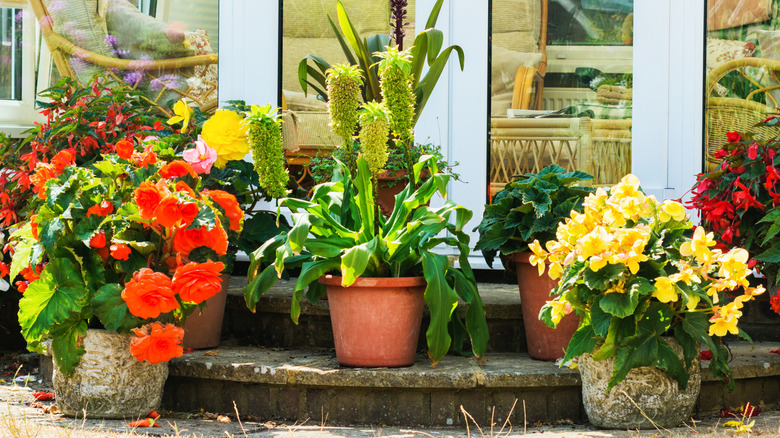 A group of several different potted plants are arranged on the stone steps of a patio