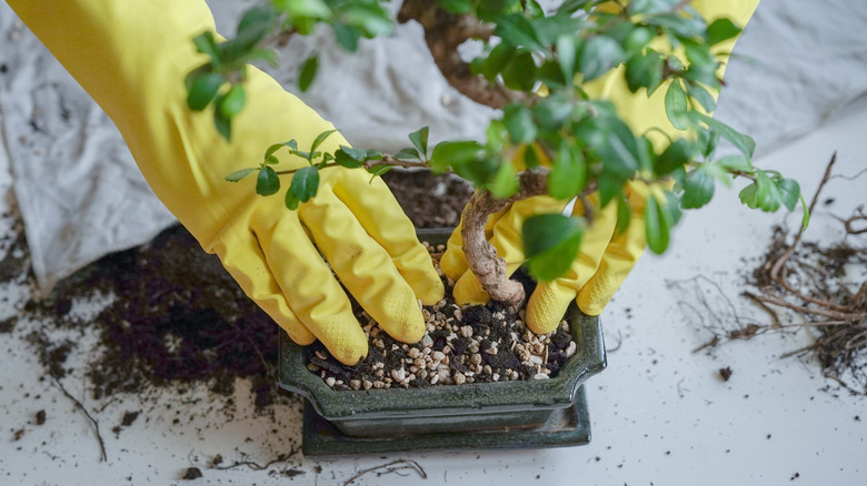 Person wearing yellow gloves potting up a bonsai tree
