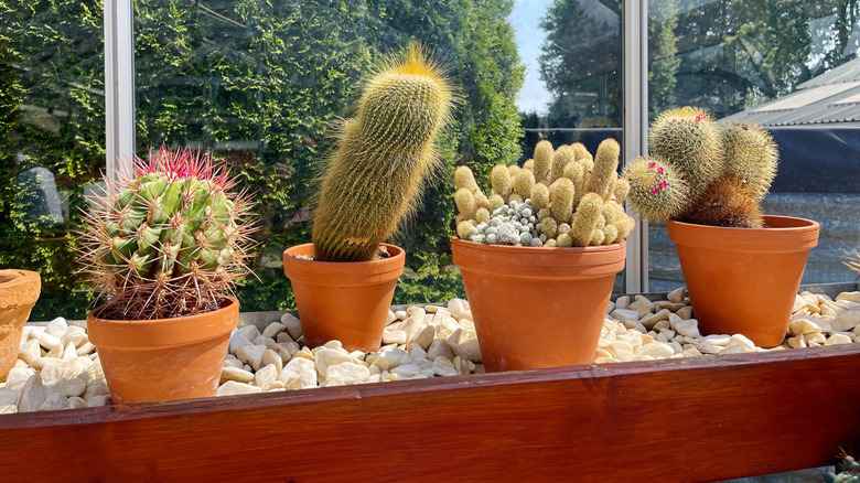 A row of potted cacti thrive in a sunny, graveled box near a window