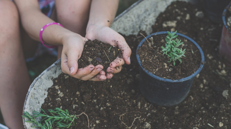 A person is holding a handful of organic potting mix above a wheelbarrow of the mixture