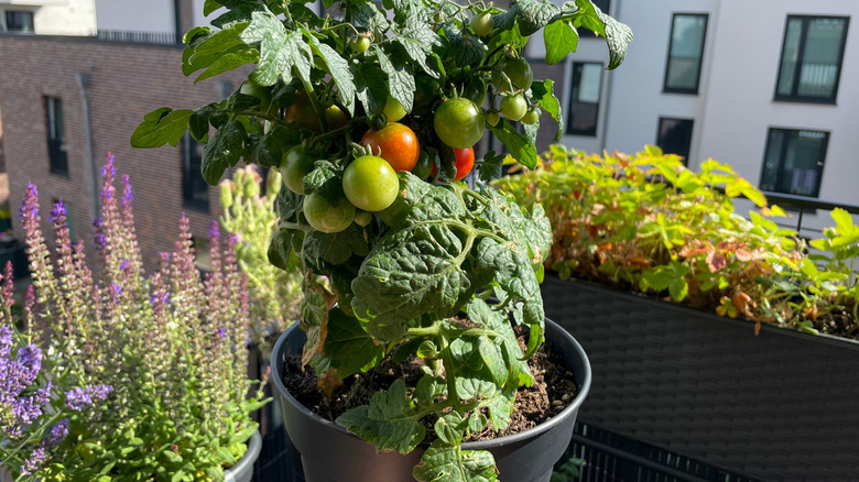 A corner of a balcony hosts lavender, tomatoes, greens, and other container plants