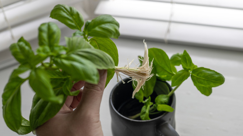 Basil cuttings are being readied for propogation