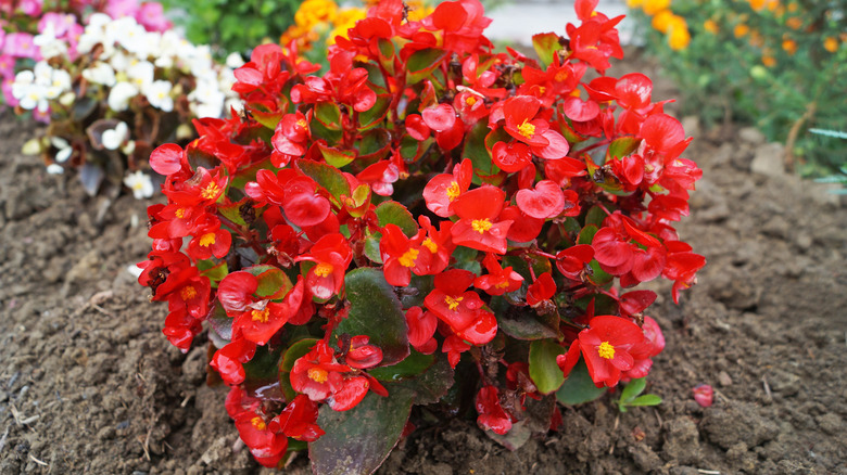 Red wax begonia