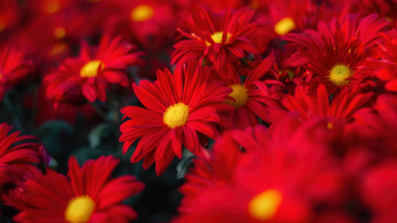 Red mums close-up