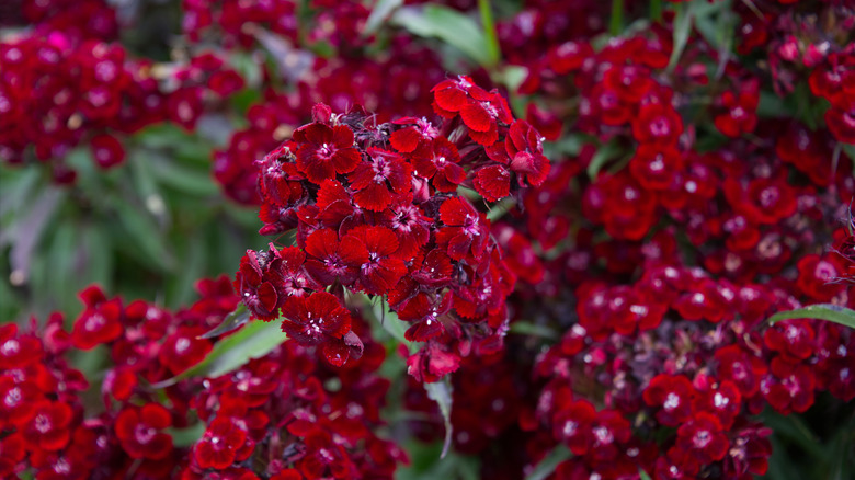 Red dianthus blooms and leaves