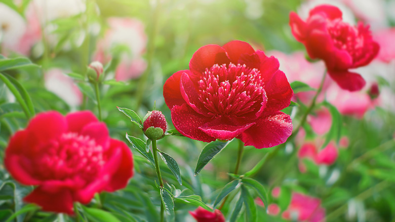 Red peonies in field