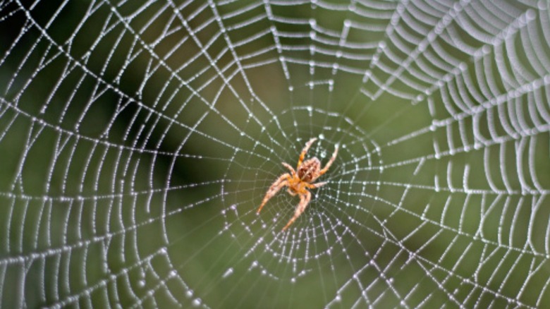 Spider in a spider web 