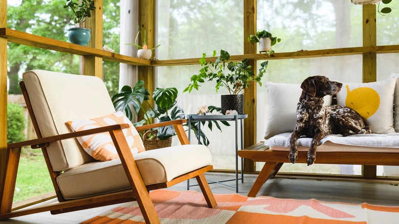 dog enjoying screened porch