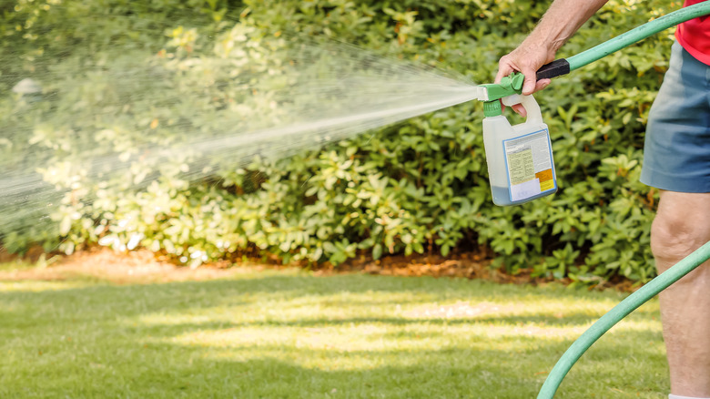 person spraying weed killer