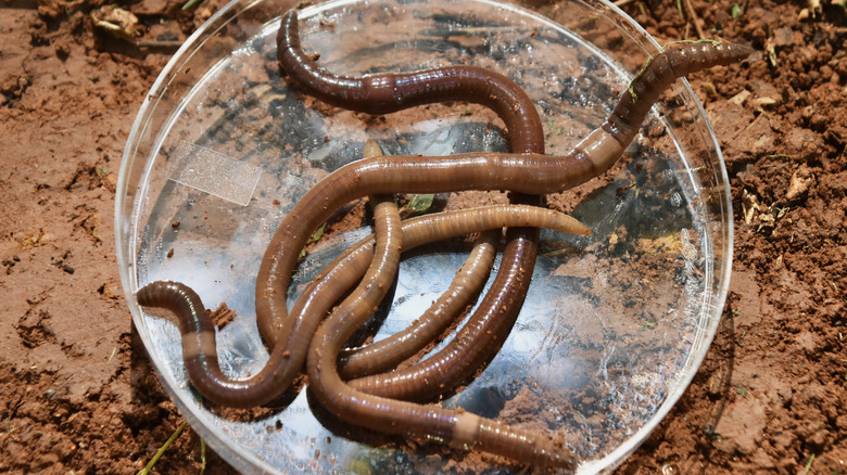 Asian jumping worms from the garden in a clear tray