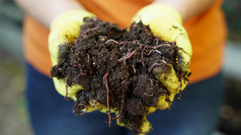 Red wriggler worms in the gloved hands of a gardener