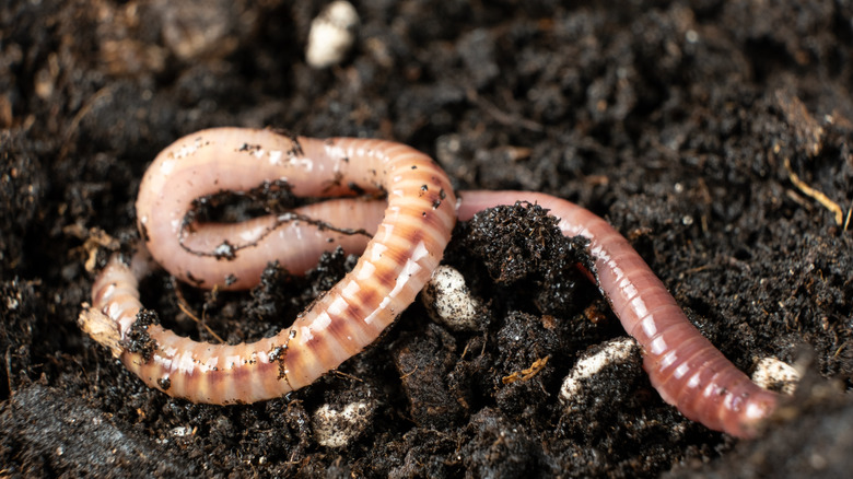 Tiger worm crawling in moist soil