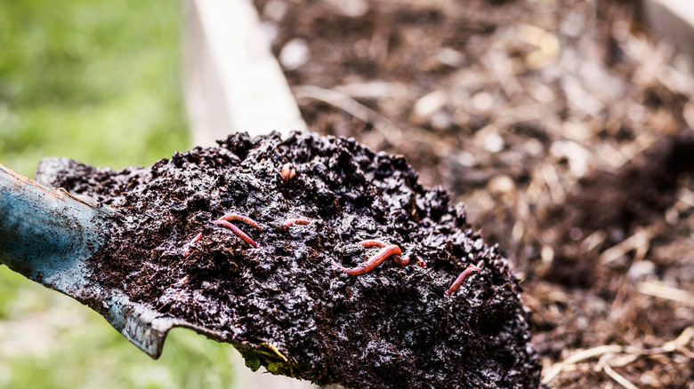 A shovelful of compost with endogeic earthworms