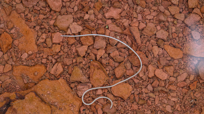 A light tan horsehair worm in a garden pond with reddish rocks