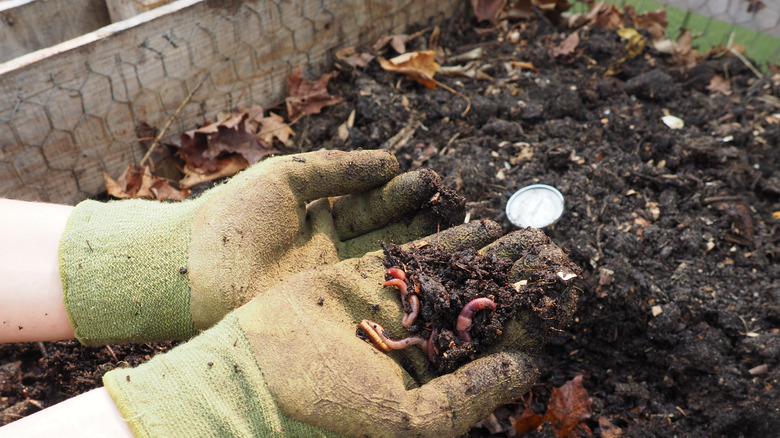 Gloved hands picking out worms in the compost heap