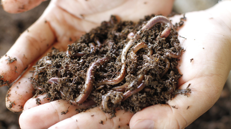 Gardener holding nightcrawler worms in bare hand