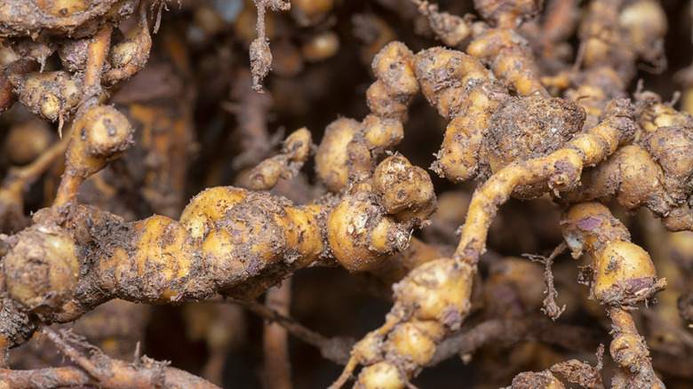 Close-up of plant roots suffering from root-knot nematodes