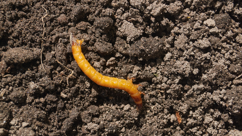 A single yellow wireworm in garden soil