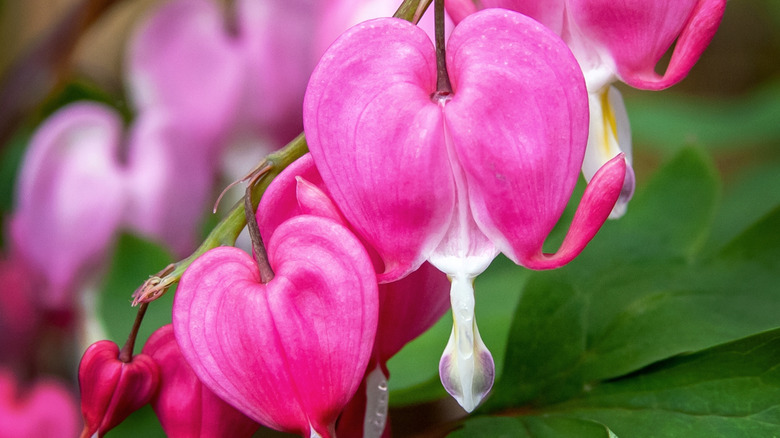 Bleeding hearts flower in full bloom