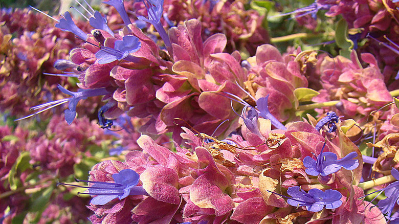 Salvia pachyphylla sporting colorful flowers