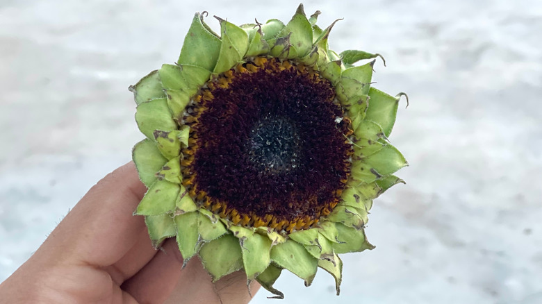 Close-up of hand holding a sunflower without yellow petals