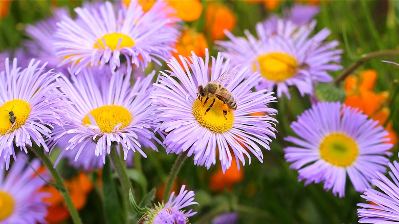 Honeybee on a purple aster