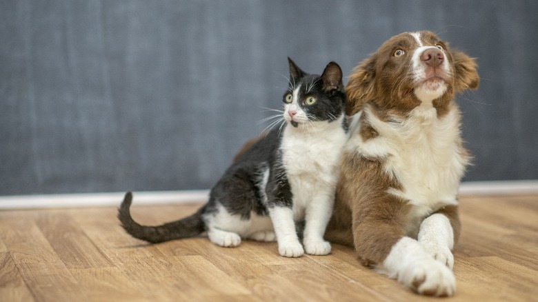 Cat and dog on wood floor