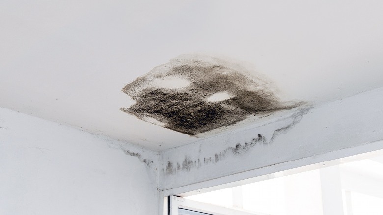 Ceiling damage mold from leaky roof