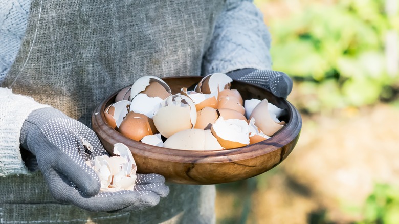 Hands holding bowl of eggshells