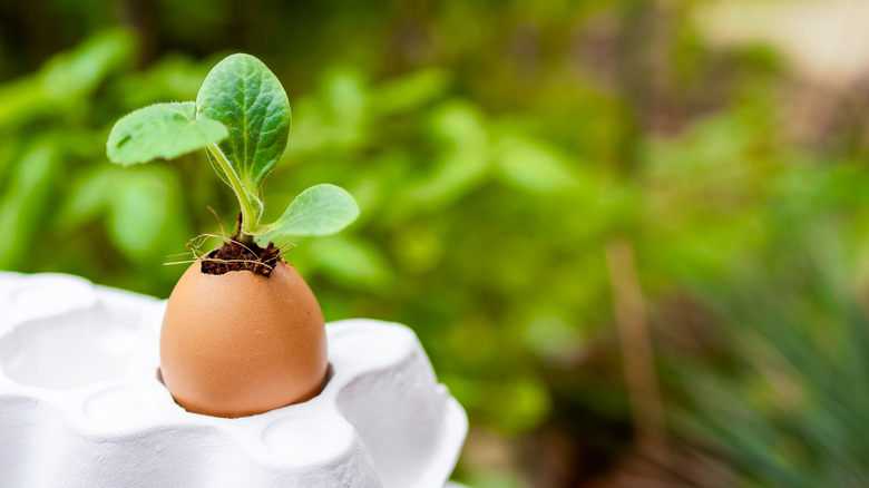plants in eggshells