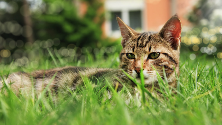 Cat in garden