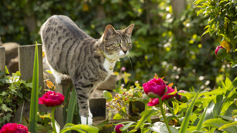 cat in a garden