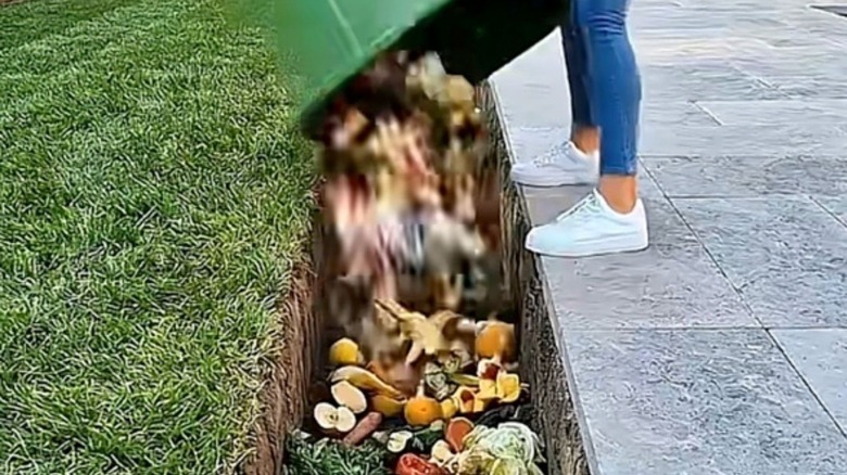 Adding compost to trench in the garden