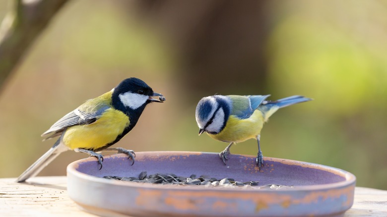 two birds eating sunflower seeds