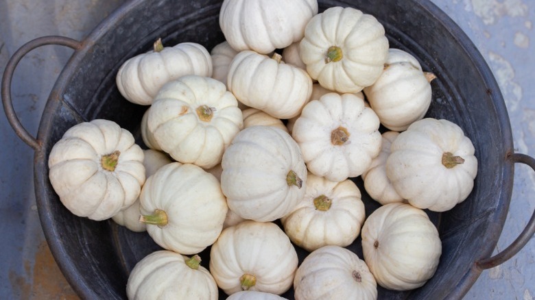 A bucket filled with small white 'Little Boo' pumpkins