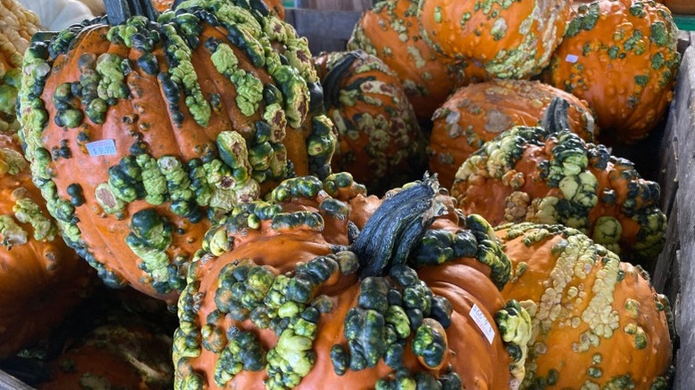 'Knucklehead' pumpkins with distinct green bumps