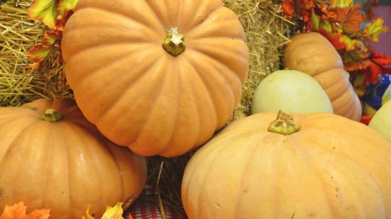 Artfully arranged 'Long Island Cheese pumpkins'