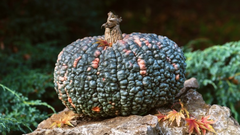 A Marina Di Chioggia pumpkin on a rock
