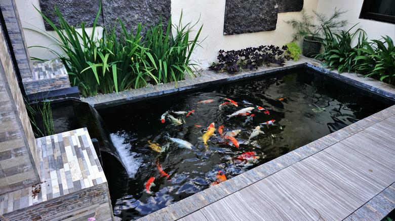 private pond in a yard