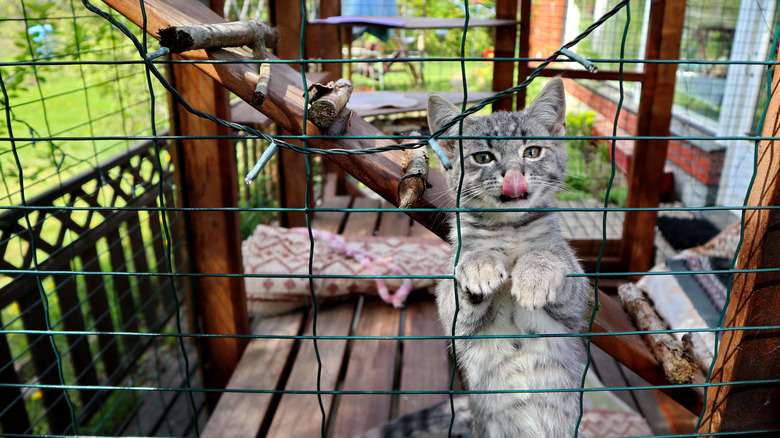 cat in a catio