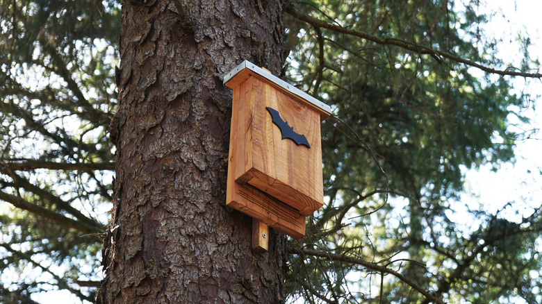 bat house on a tree