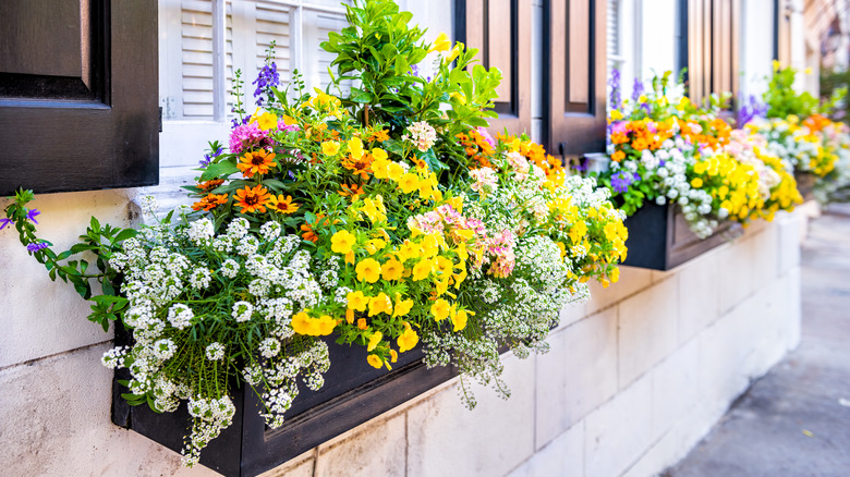 window boxes