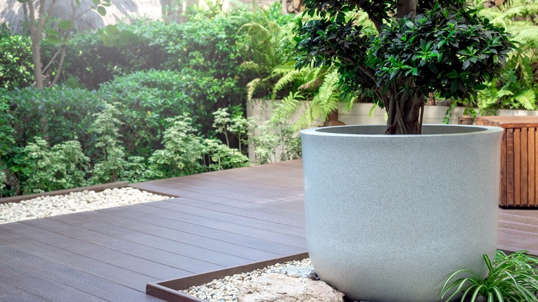 large pot with tree