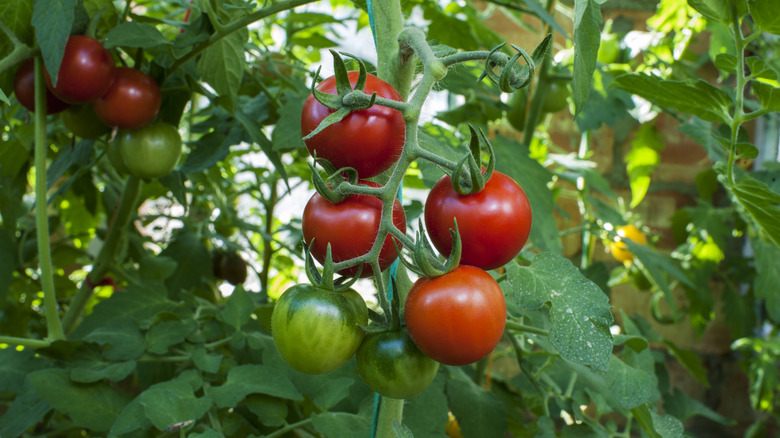 A healthy tomato plant with ripening fruits