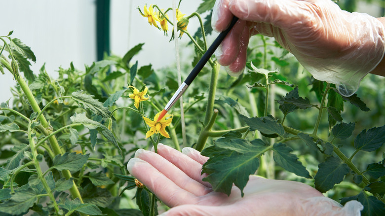 A gardener using a small paintbrush to tickle the flowers on a tomato plant