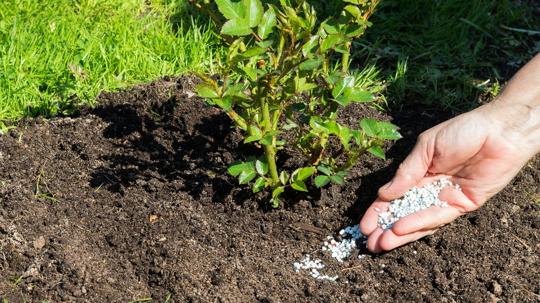 Someone dropping granular fertilizer into their garden by hand