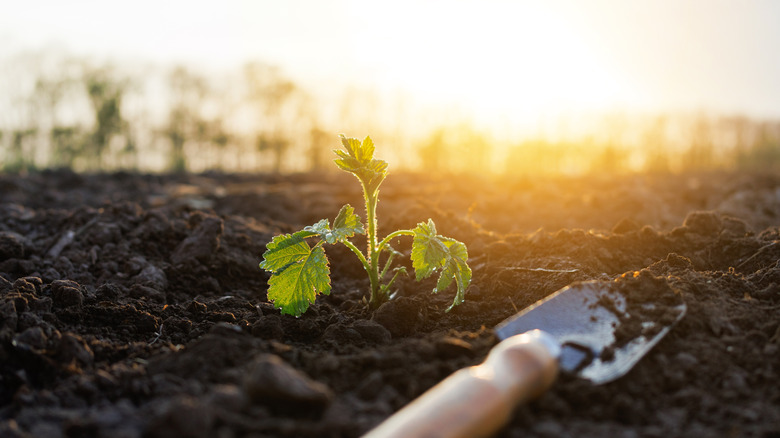 A small plant growing out of garden soil in the early morning sun.