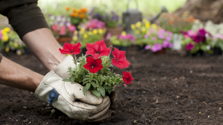 Hands planting petunias